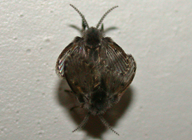 Clogmia albipunctata